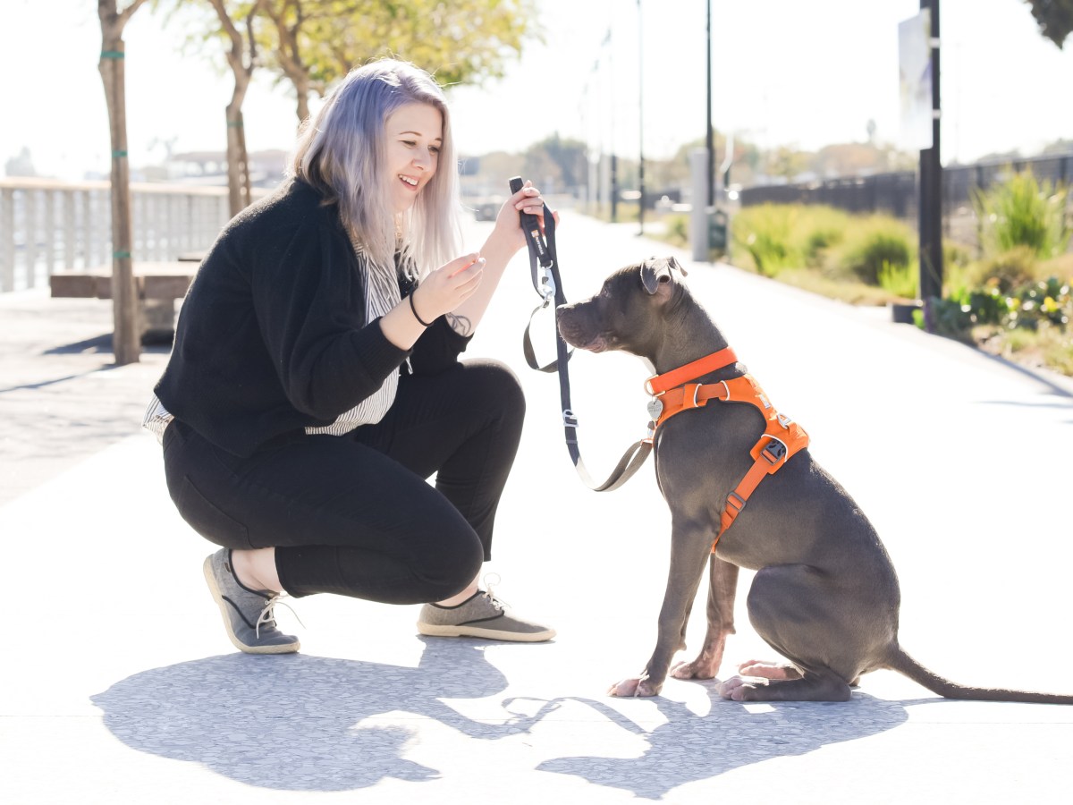 Fear Free Dog Training Now Available for South Bay&nbsp;Pets