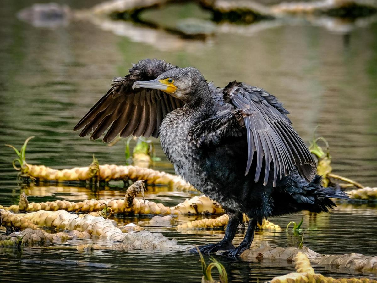 Conquer the Bridge: Fundraiser for International Bird&nbsp;Rescue